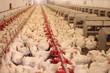 Chicken Farm, Poultry