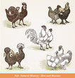 Poules & coqs