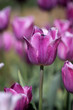 purple tulip flower plant