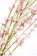 Ginster_4