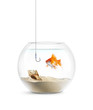 Danger Poisson Rouge