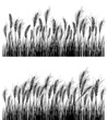 Field of wheat