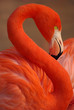 Vertical portrait of a greater flamingo