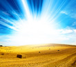 sunlight harvest