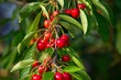 Cherry