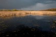 Swamp