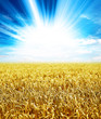 sunlight wheat