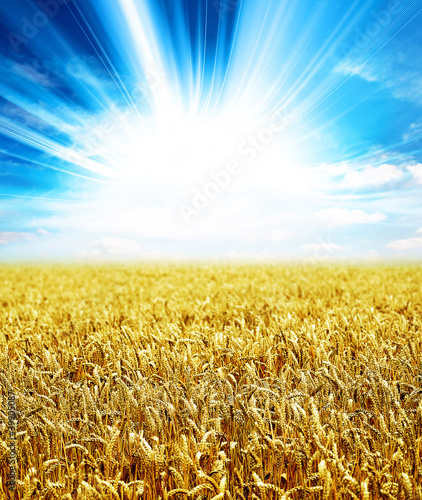 Photo: sunlight wheat sunlight wheat
