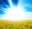 sunlight yellow crops