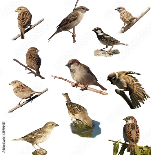 Photo: Set Sparrow , isolated on white background Set Sparrow , isolated on white background