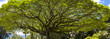 monkey pod tree in Wailoa River State park in HIio, hawaii