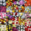 MOSAICO DE RAMO DE FLORES. BELLAS, FRESCAS, COLORIDAS MOSAICO DE RAMO DE FLORES. BELLAS, FRESCAS, COLORIDAS