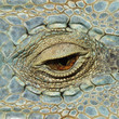 A close-up image of an eye of a lizard