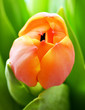Tulpe Makro