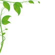 Leaf background