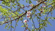 Vídeo: Almond flowers 02 Almond flowers 02