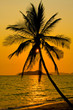 Photo: Palm with sunset Palm with sunset