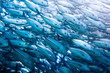 wall of tuna