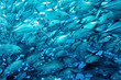wall of tuna