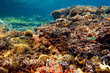 Underwater landscape