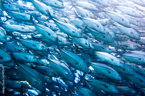 Photo: wall of tuna wall of tuna