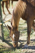 Grazing horse near a fence