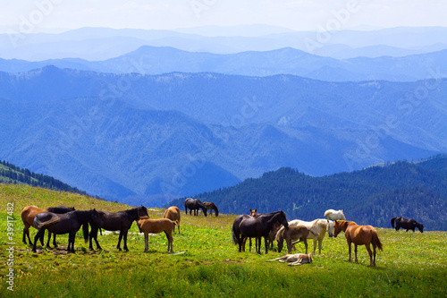 Photo: horses on mountains meadow horses on mountains meadow