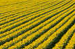 Foto: Rows of flowering yellow daffodil flowers in a field. Rows of flowering yellow daffodil flowers in a field.