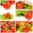 colección de tomates frescos colección de tomates frescos