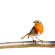 European robin on a branch