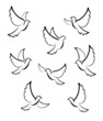 Dove Symbol