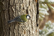 Kohlmeise (Parus major)