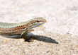 Mauereidechse (Podarcis muralis) Mauereidechse (Podarcis muralis)