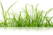 Reflect of Green fresh grass isolated. Reflect of Green fresh grass isolated.