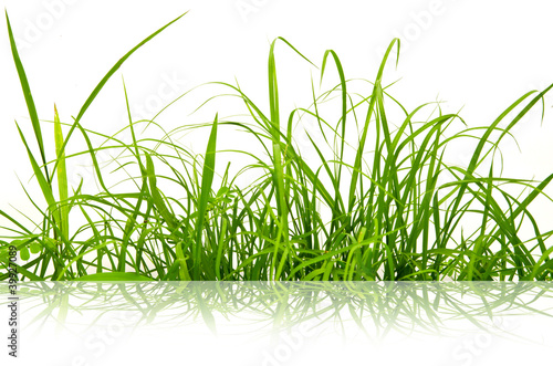 Photo: Reflect of Green fresh grass isolated. Reflect of Green fresh grass isolated.