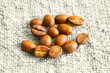 seed bean coffee seed bean coffee
