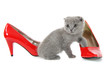 British gray kitten