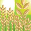 Rice plant