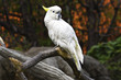 Photo: White parrot on a branch White parrot on a branch