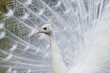Beautiful white peacock