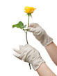 Hands of a doctor in a sterile gloves holding a rose Hands of a doctor in a sterile gloves holding a rose