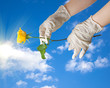 Hands of a doctor in a sterile gloves holding a dew in the sky Hands of a doctor in a sterile gloves holding a dew in the sky