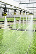 irrigation