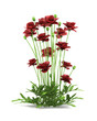 iranian poppy flowers isolated on white background