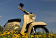 Moped im Frühling