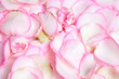 Texture of pink rose's petals