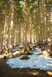 Spring in a fir forest Spring in a fir forest