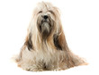 Cute Lhasa Apso dog
