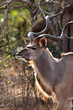 Nyala antelope in the bushes