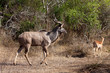 Nyala and Grant's antelope walking in the bushes